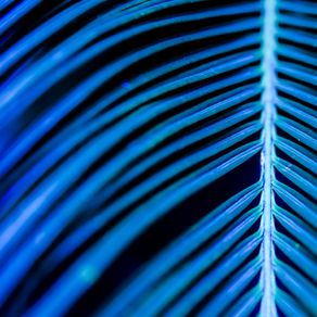 BLUE ABSTRACT TROPICAL