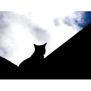 BLACK CAT OVER GREY SKY