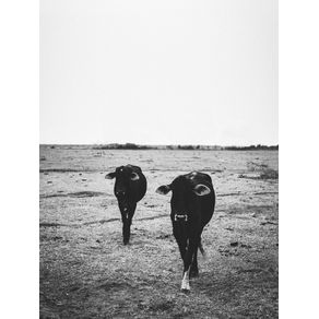 BLACK COWS
