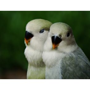 COUPLE BIRDS