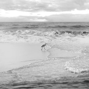 COMA WHITE urbanarts