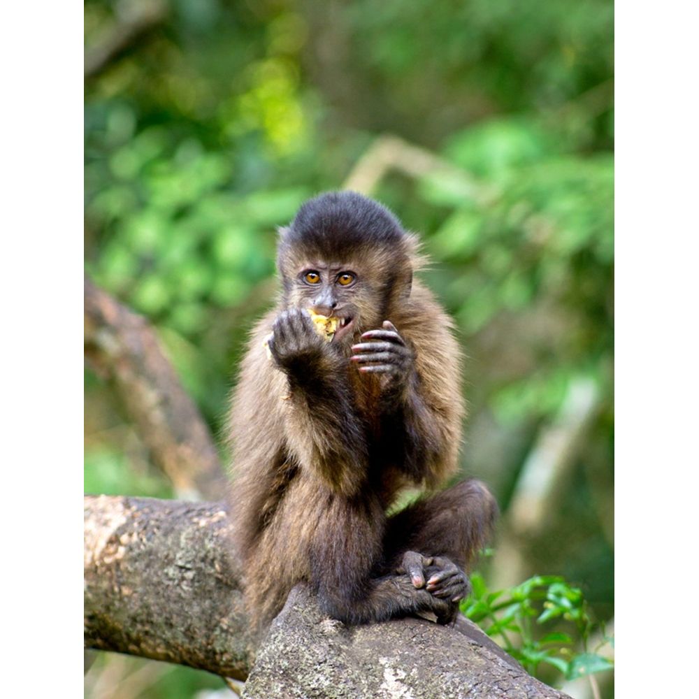 Macaco--prego em PRINTS - Animais - Animais 2 – urbanarts