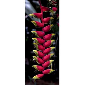 HELICONIA COLOR