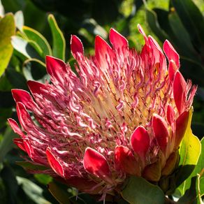 RED PROTEA II