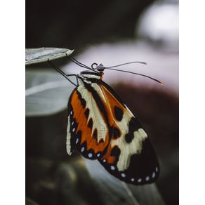 THE PORTRAIT OF A BUTTERFLY