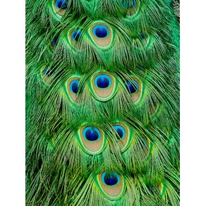 PEACOCK FEATHER PATTERN