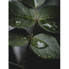 DROPS AND LEAVES