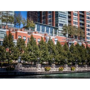 CHICAGO RIVER PINE TREES