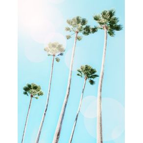 SUMMER PALM TREES