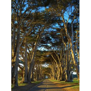 CALIFÓRNIA - POINT REYES - TREES