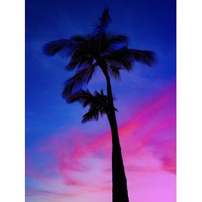 HAWAII - PALM TREE AND SUNSET - HONOLULU