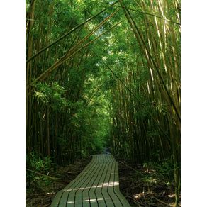 HAWAII - BAMBOO FOREST - MAUÍ