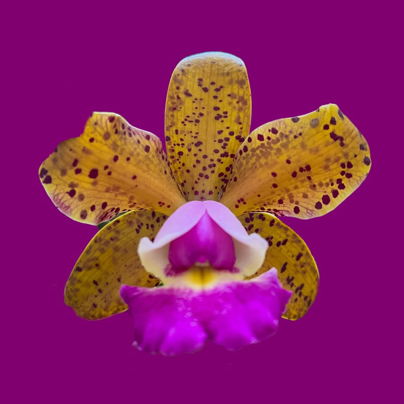 Orquidea Silvestre Ii – urbanarts