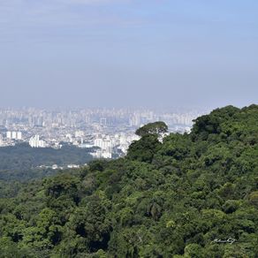 CONTEMPLANDO SÃO PAULO (QUADRÍPTICO 4-4)