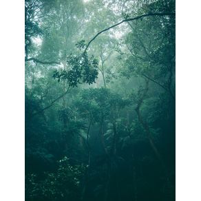 TROPICAL FOG FOREST