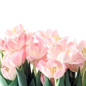 PINK TULIPS - SQUARE