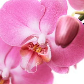 BLOOMING ORCHID