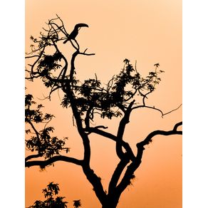 TOUCAN SILHOUETTE AT SUNSET