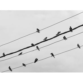 BIRDS ON THE LINES