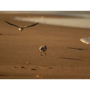 FLY ON THE BEACH