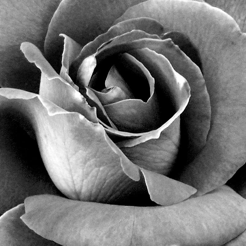 Featured image of post Rosas Em Preto E Branco : Painel de inspiração preto e branco + interiores | andrea velame.