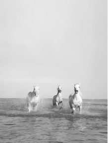 Download Preto Branco E Rose Em Prints Minimalista Art Co Madeira Crua Free HD Get Wallpaper Preto Branco E Rose Em Prints Minimalista Art Co Madeira Crua For Android