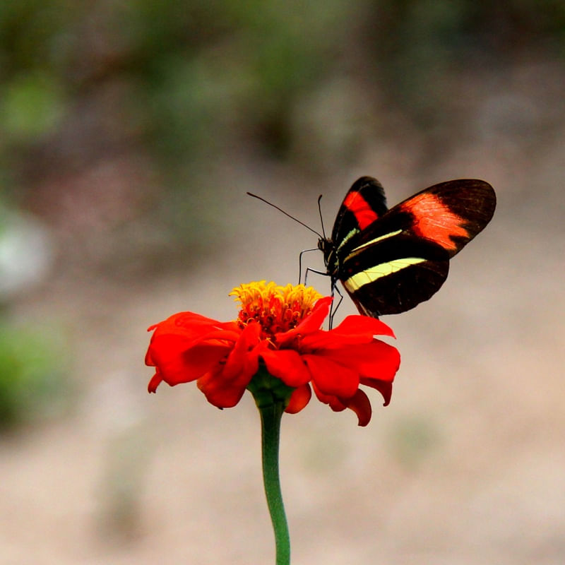 Borboleta E Flor Vermelha Urbanarts