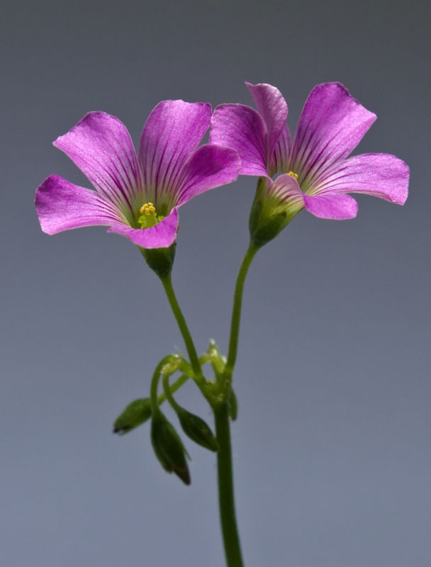 Duas Flores 00 Urbanarts