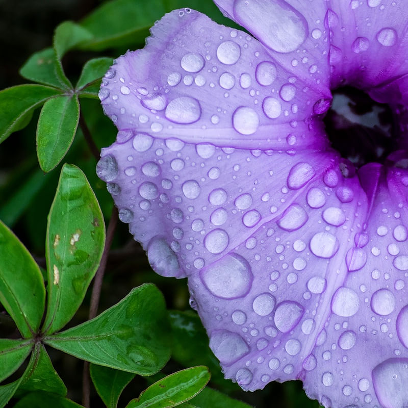 Ima Flor Chuva Urbanarts