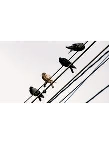 birds-on-wire