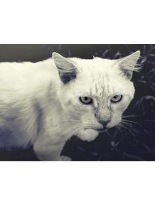 gato-branco