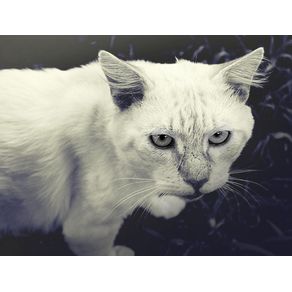 gato-branco