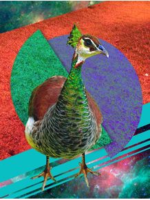 peacock-style