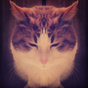 symmetrical-feline