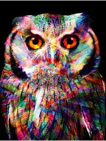 owl-colors