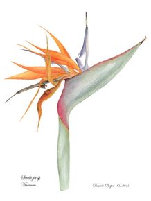 illustracao-botanica-strelitzia