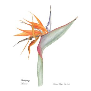 illustracao-botanica-strelitzia