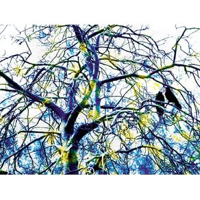 tree-crow