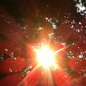 sunshine-trees