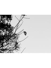 lonely-tree-leaf