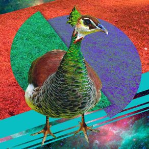 peacock-1