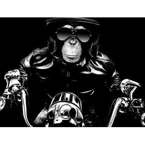 monkey-motorcycle