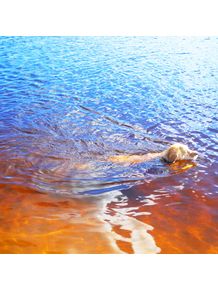 cachorro-nadando