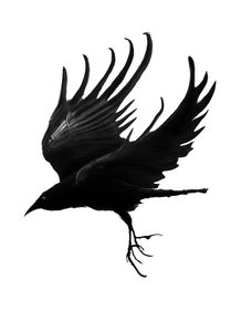 blackbird-fly