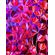 efflorescence--red-pink-blue
