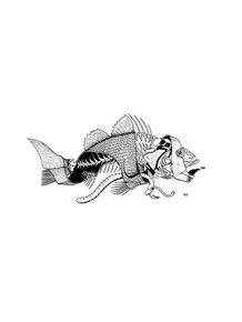peixe-anzol-minhoca
