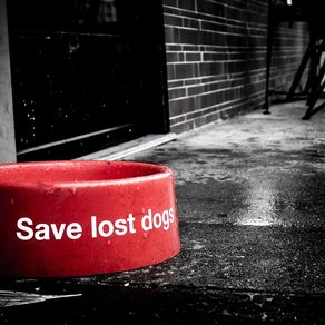 save-lost-dogs