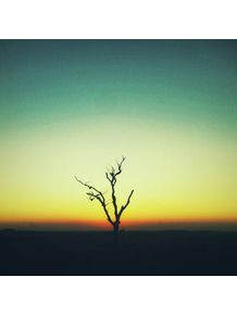 solo-tree-sunset