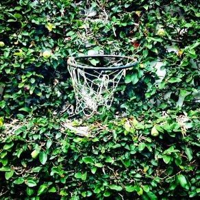 green-basket