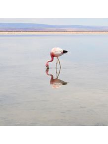 flamingo-i